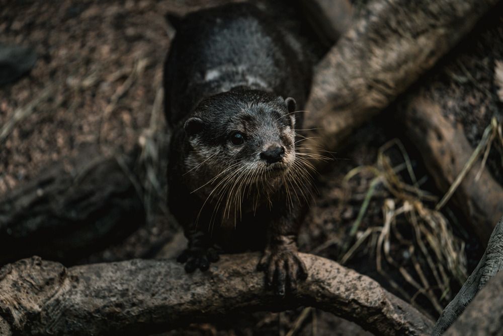 Photograph by Athul Konikkara