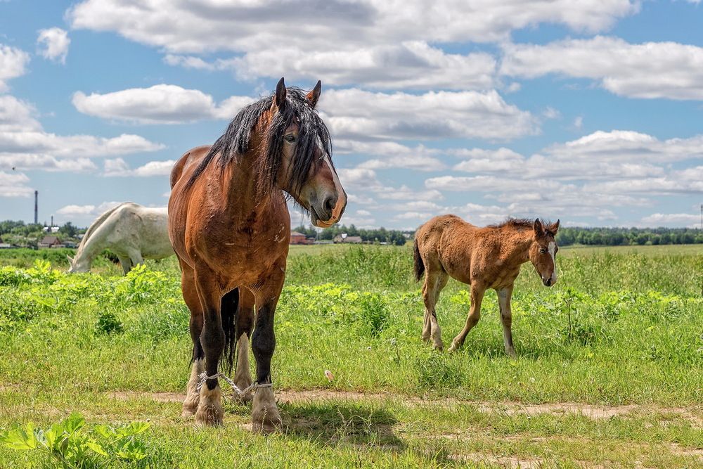 Photograph by Анатолий Чесноков