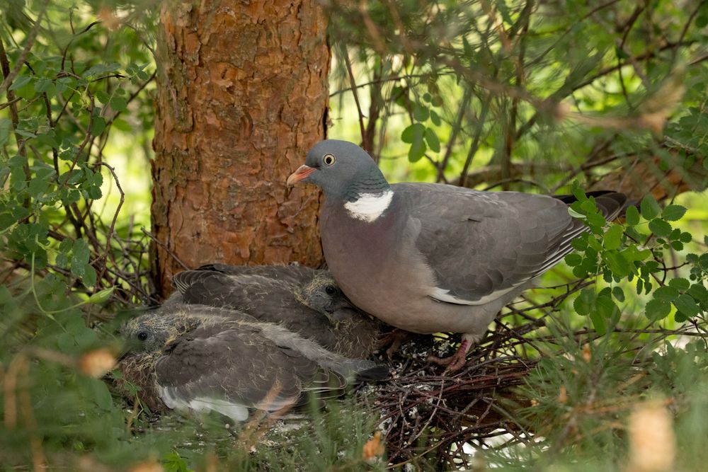 Photograph by Максим Мураков