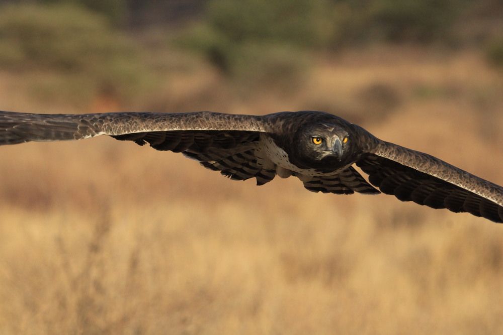 Photograph by Erasti Shish