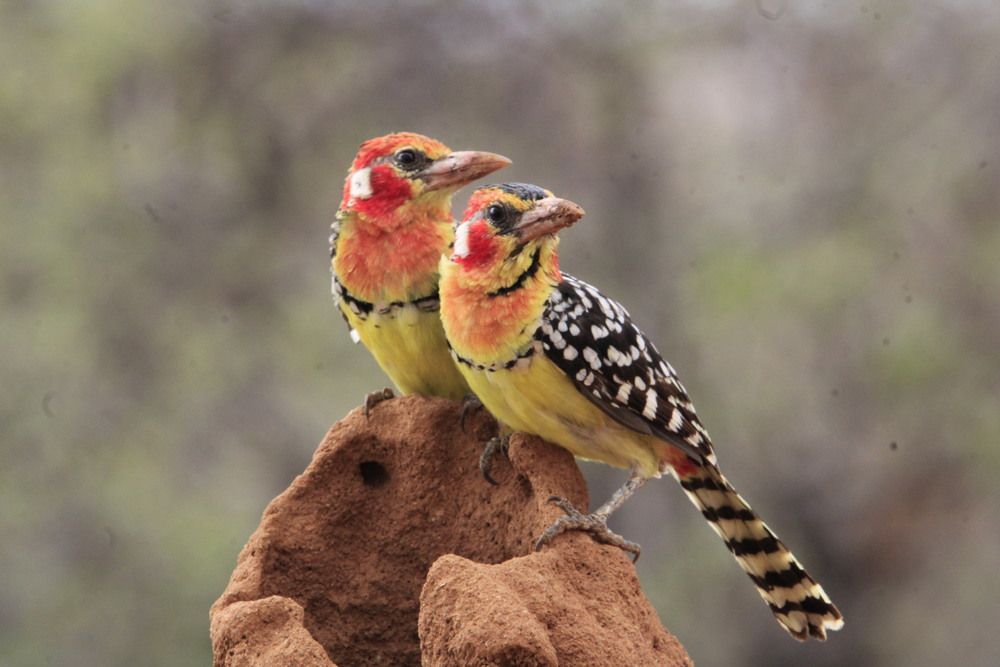 Photograph by Erasti Shish