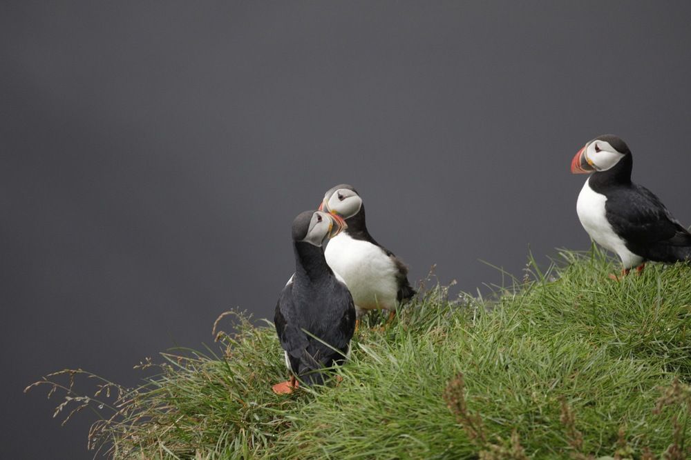 Photograph by Одаренко Ольга