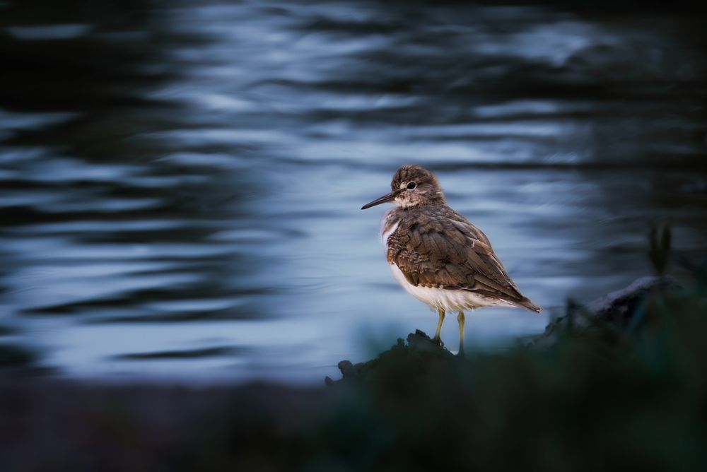 Фотография автора Anoop Arakkal