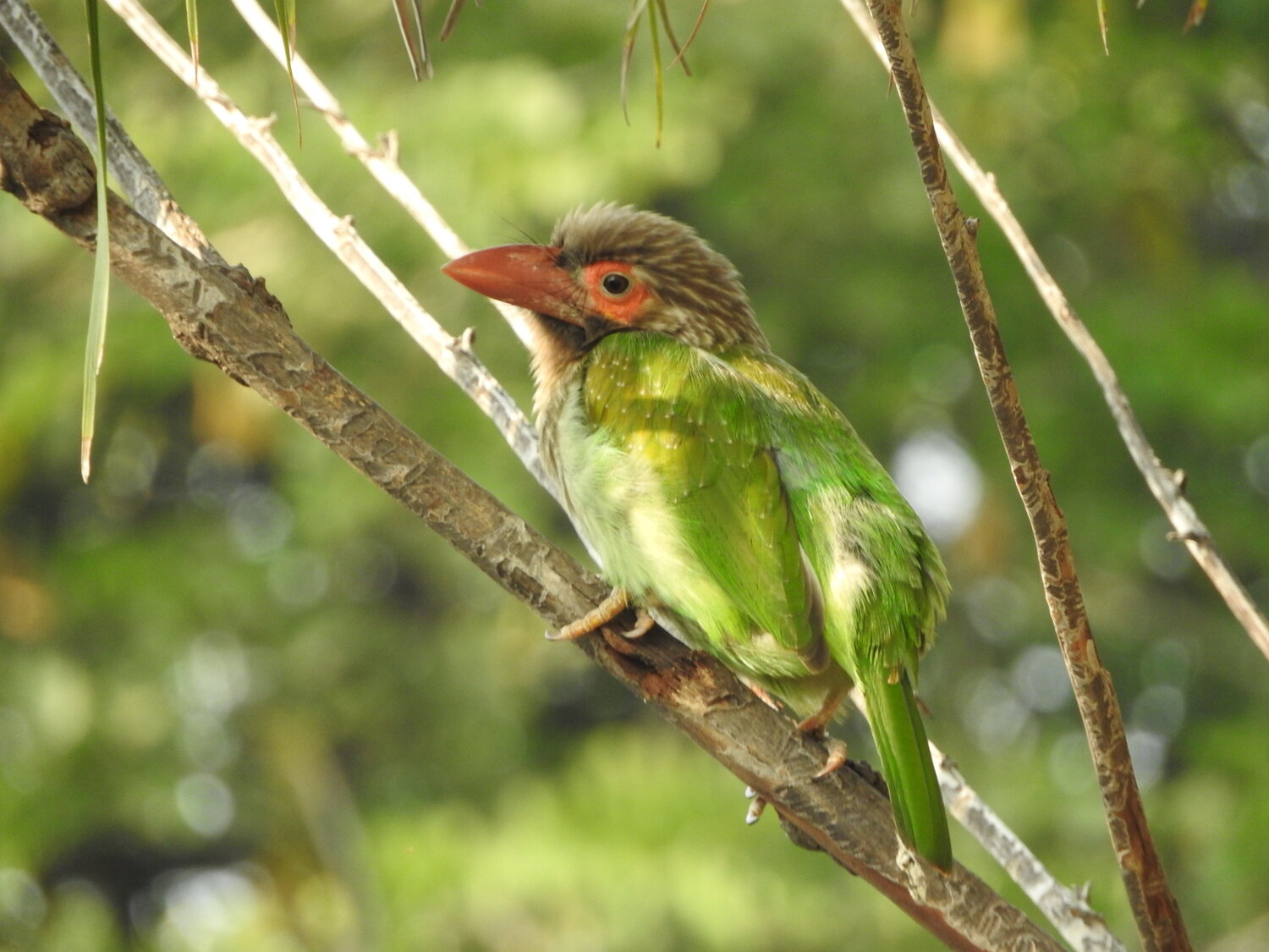 Photo #13106568