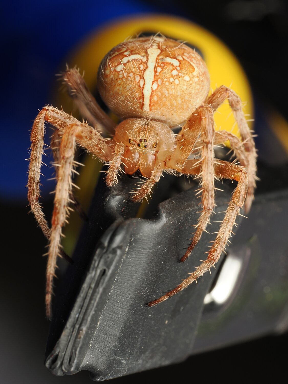 Spider in wildnes