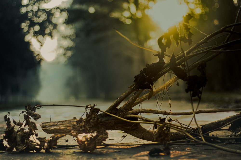 Photograph by Debayan Bhattacharya