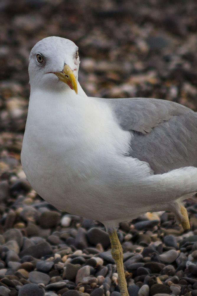 Photograph by Роман Гурененко