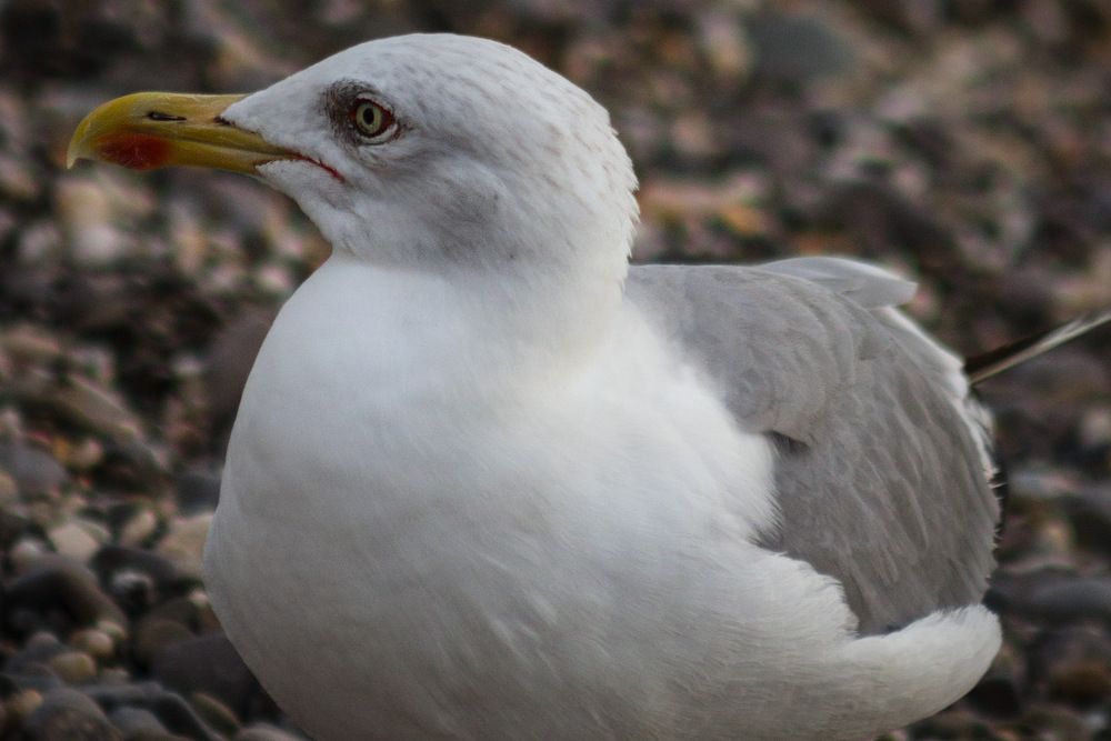 Photograph by Роман Гурененко