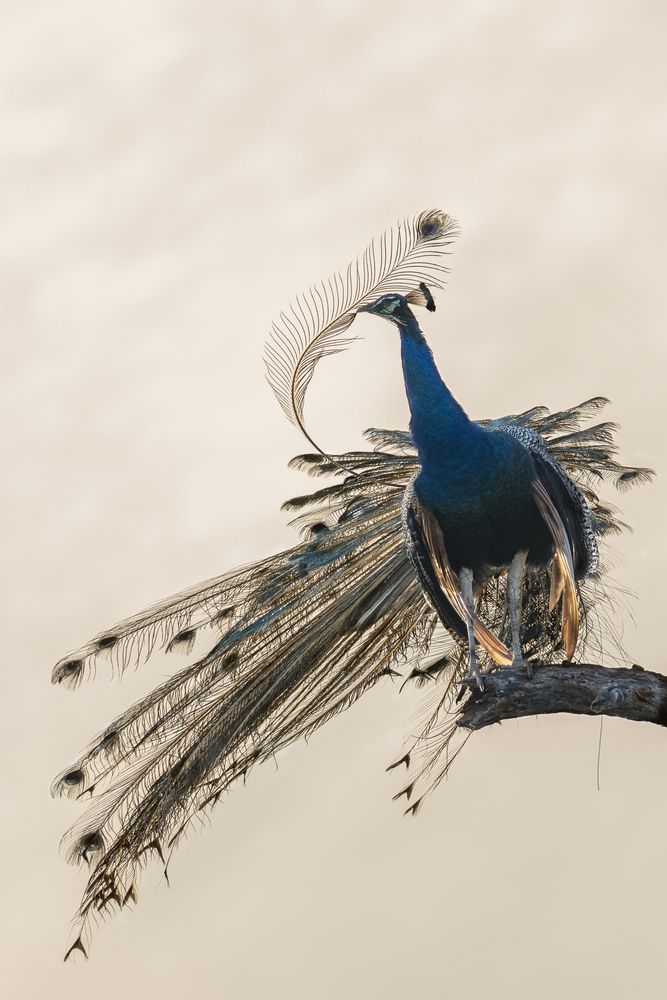 Photograph by Anton Jeirin