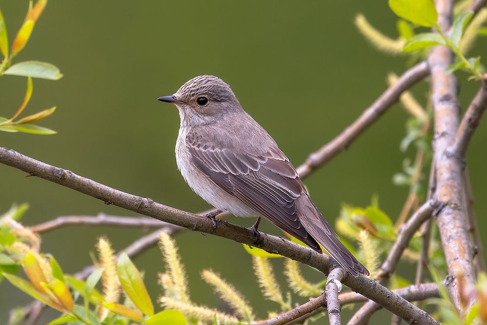 Photograph by Кормашова Татьяна