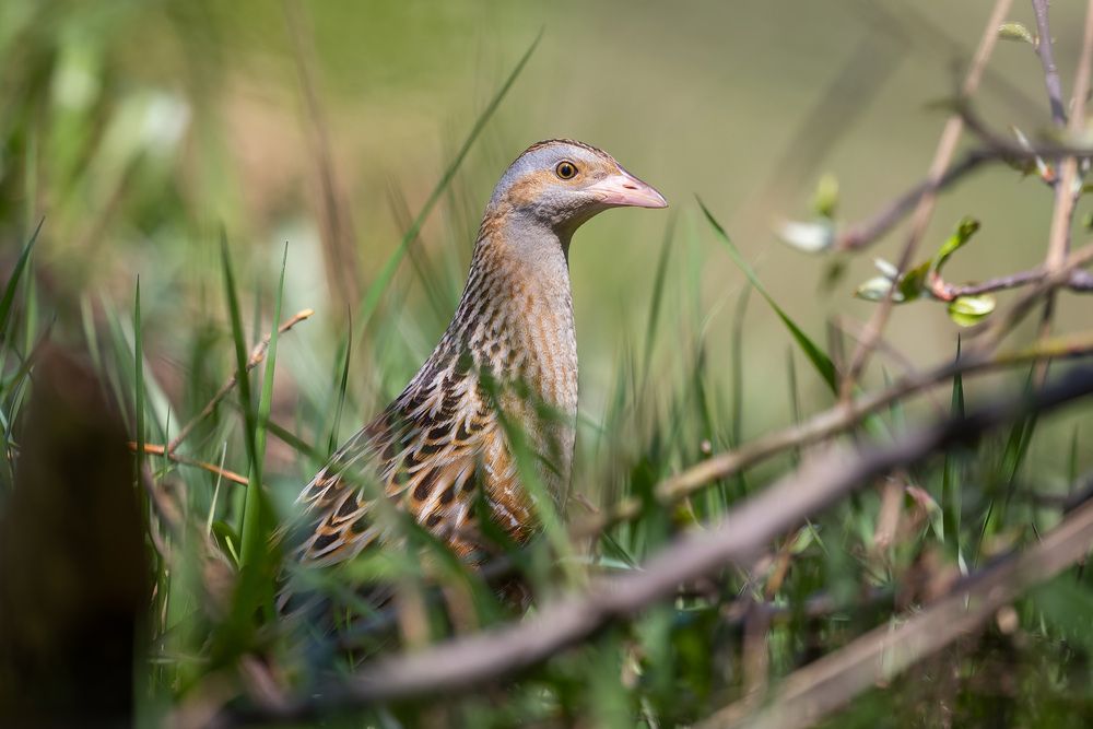 Photograph by Кормашова Татьяна