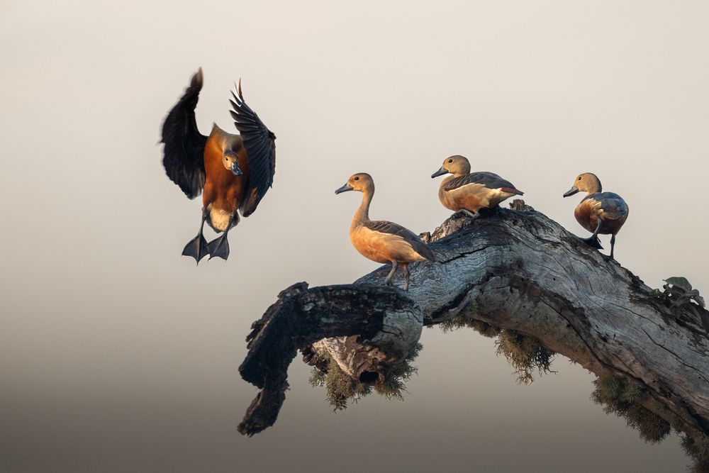 Photograph by Anton Jeirin