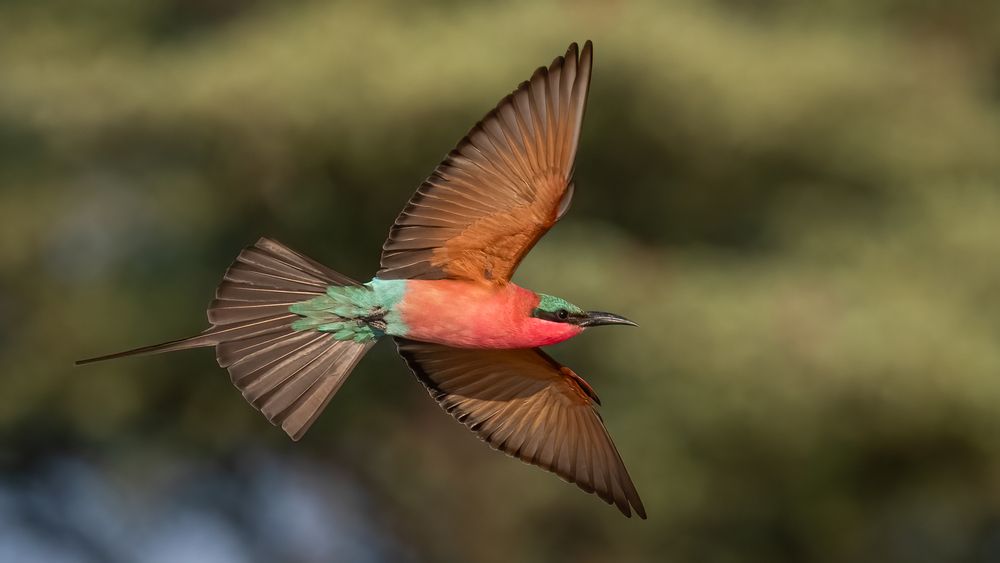 Photograph by Tania Cholwich