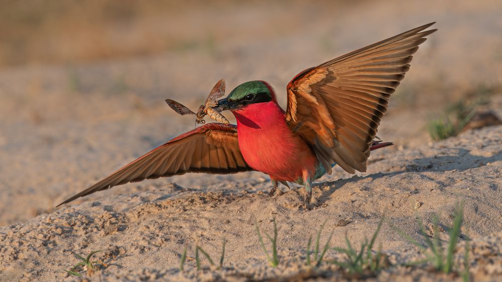 Photograph by Tania Cholwich