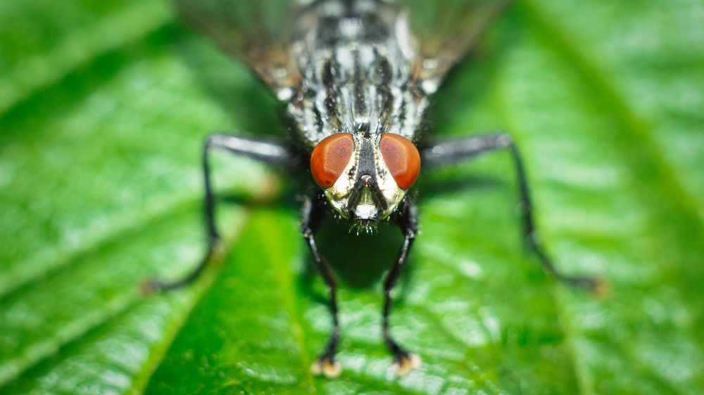 Grey Meatfly on a green garden leaf