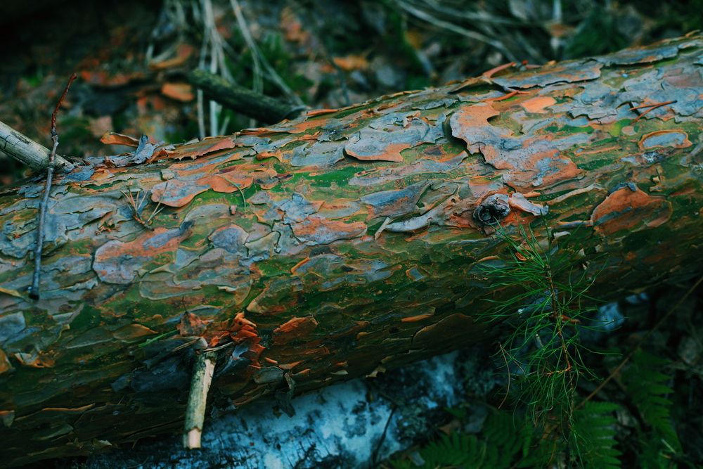 Green tree