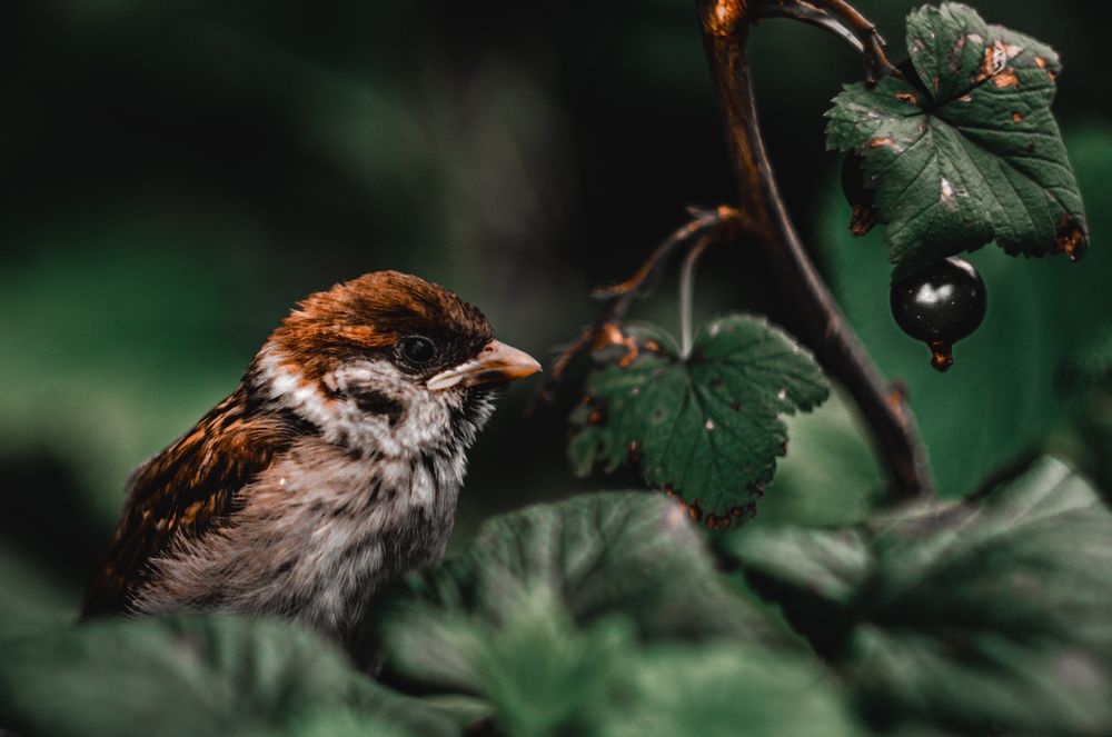 A little bird with a little berry