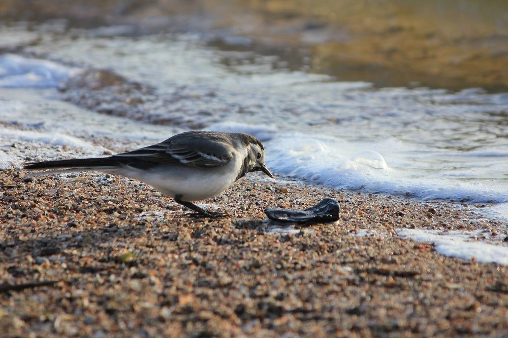 Фотография автора Татьяна Сычёва
