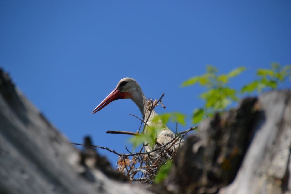 Photograph by Игорь Ребров