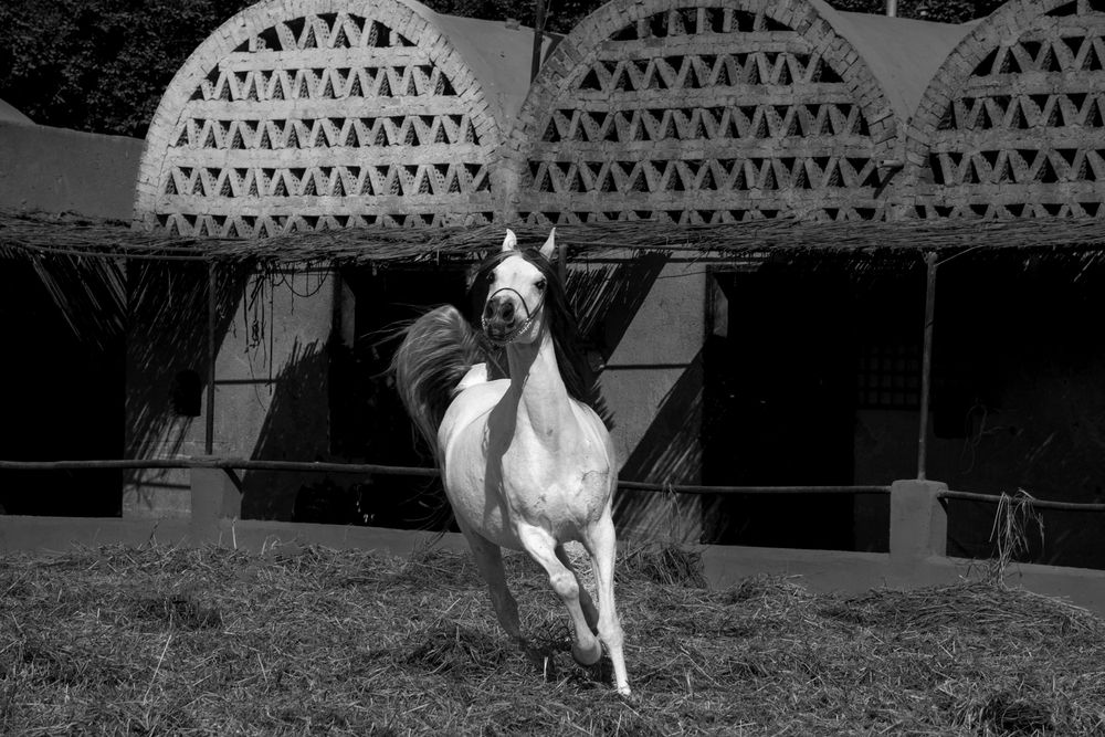 Фотография автора Muhammad Radi