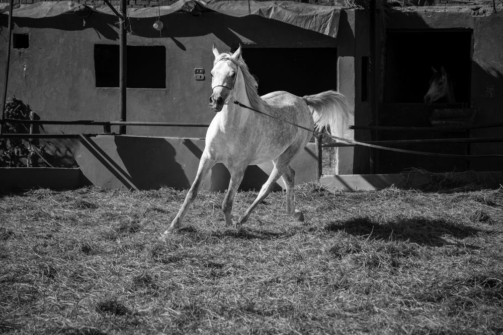 Фотография автора Muhammad Radi