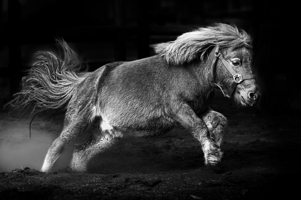 Pony
