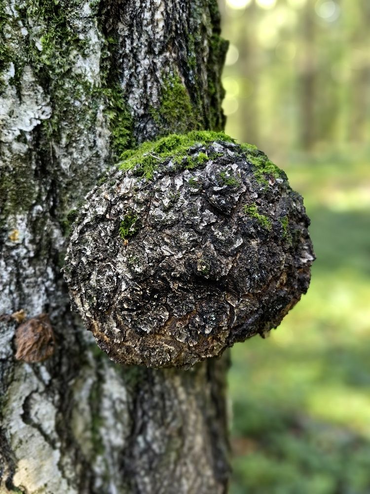 Photograph by OLGA MIKHNEVICH