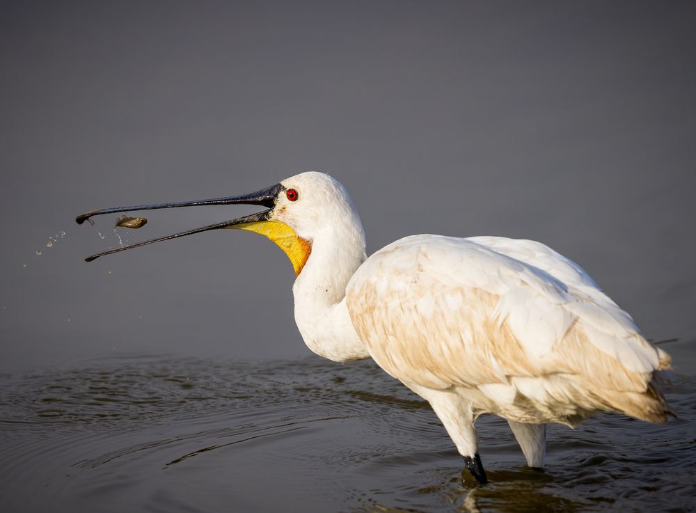 Photograph by Shubhajit Roy karmakar