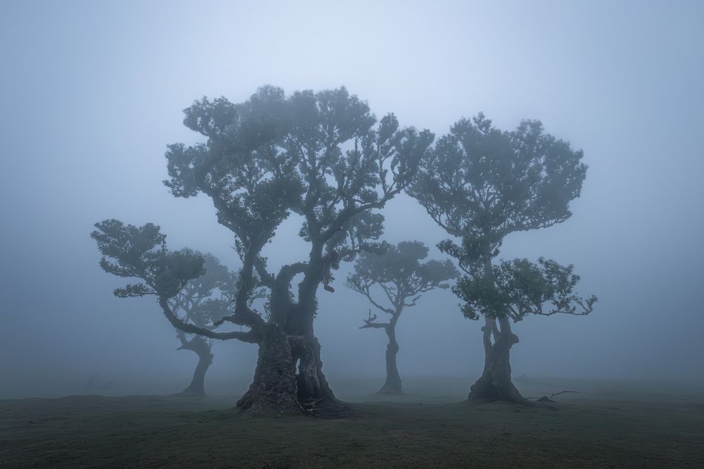 Family of Ents