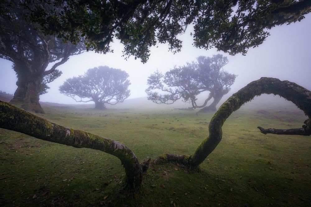Couple of Ents