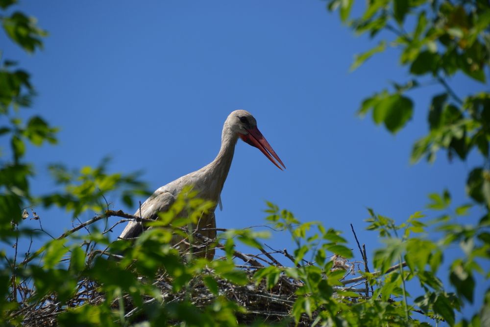 Photograph by Игорь Ребров