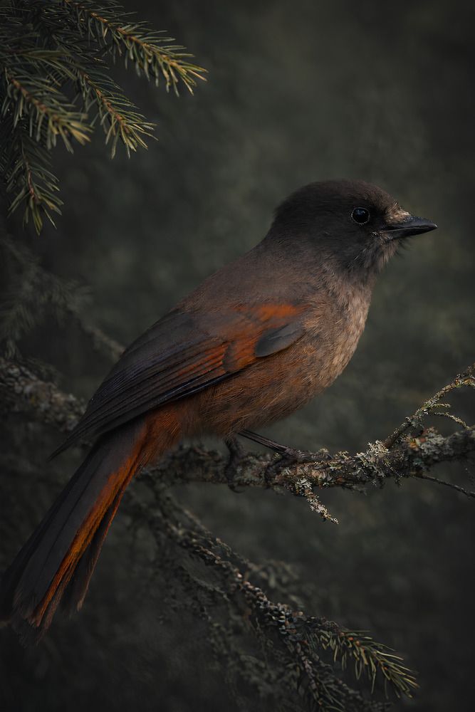 Photograph by Elena Istomina