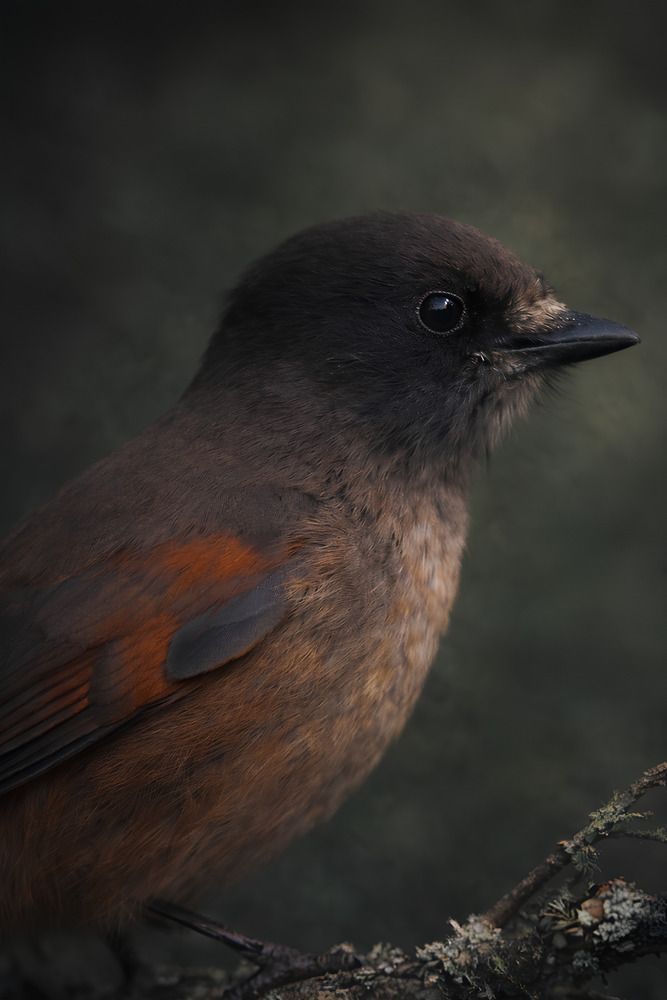 Photograph by Elena Istomina