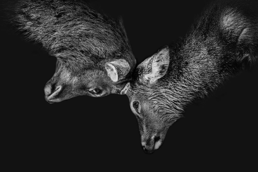 Face to face
