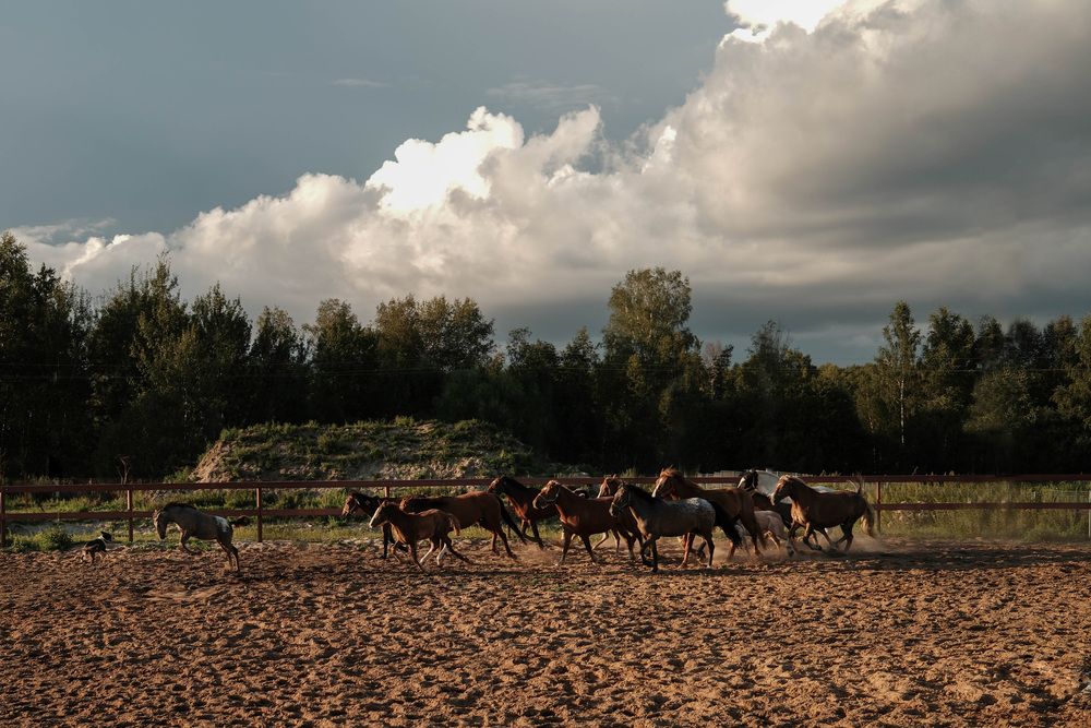 Фотография автора Ольга Крестьянинова