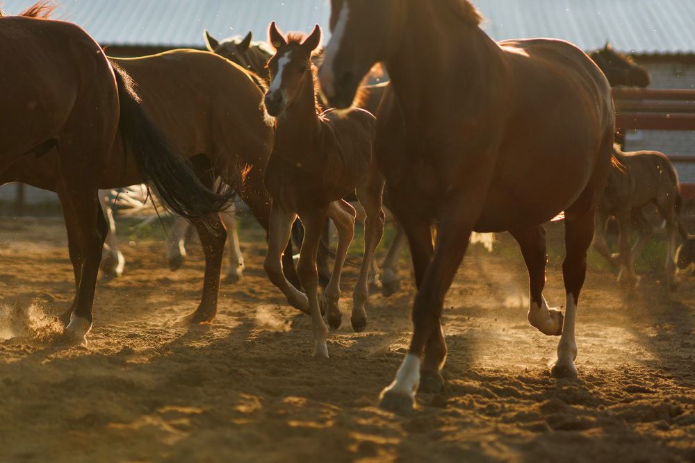 Фотография автора Ольга Крестьянинова