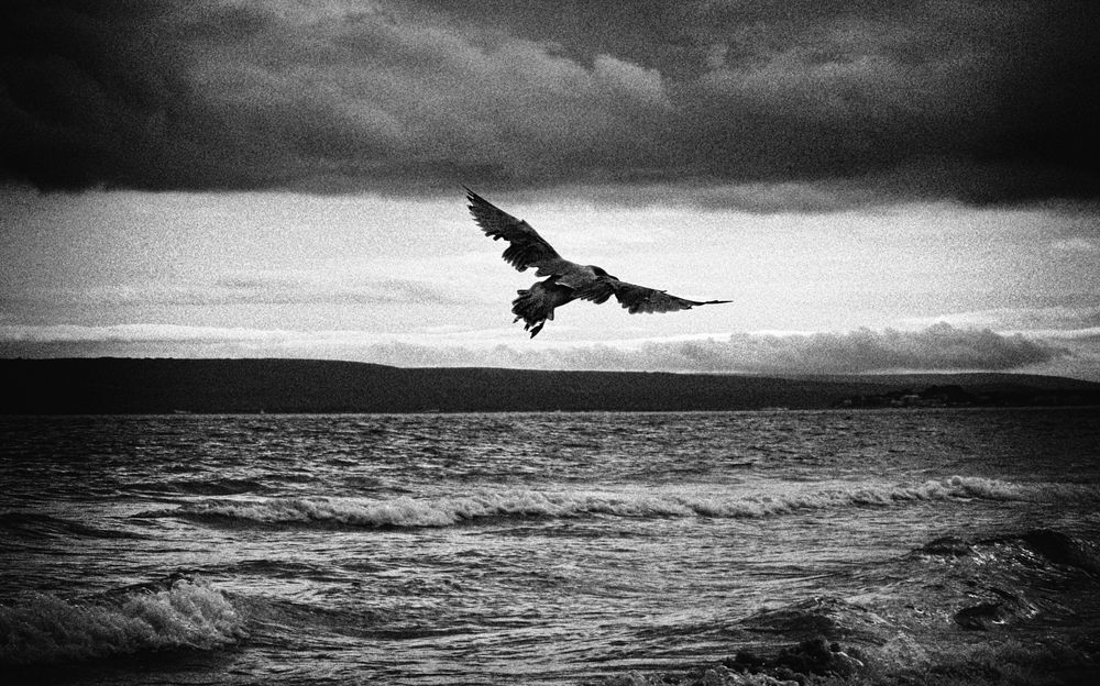 Фотография автора Елена Лаврова