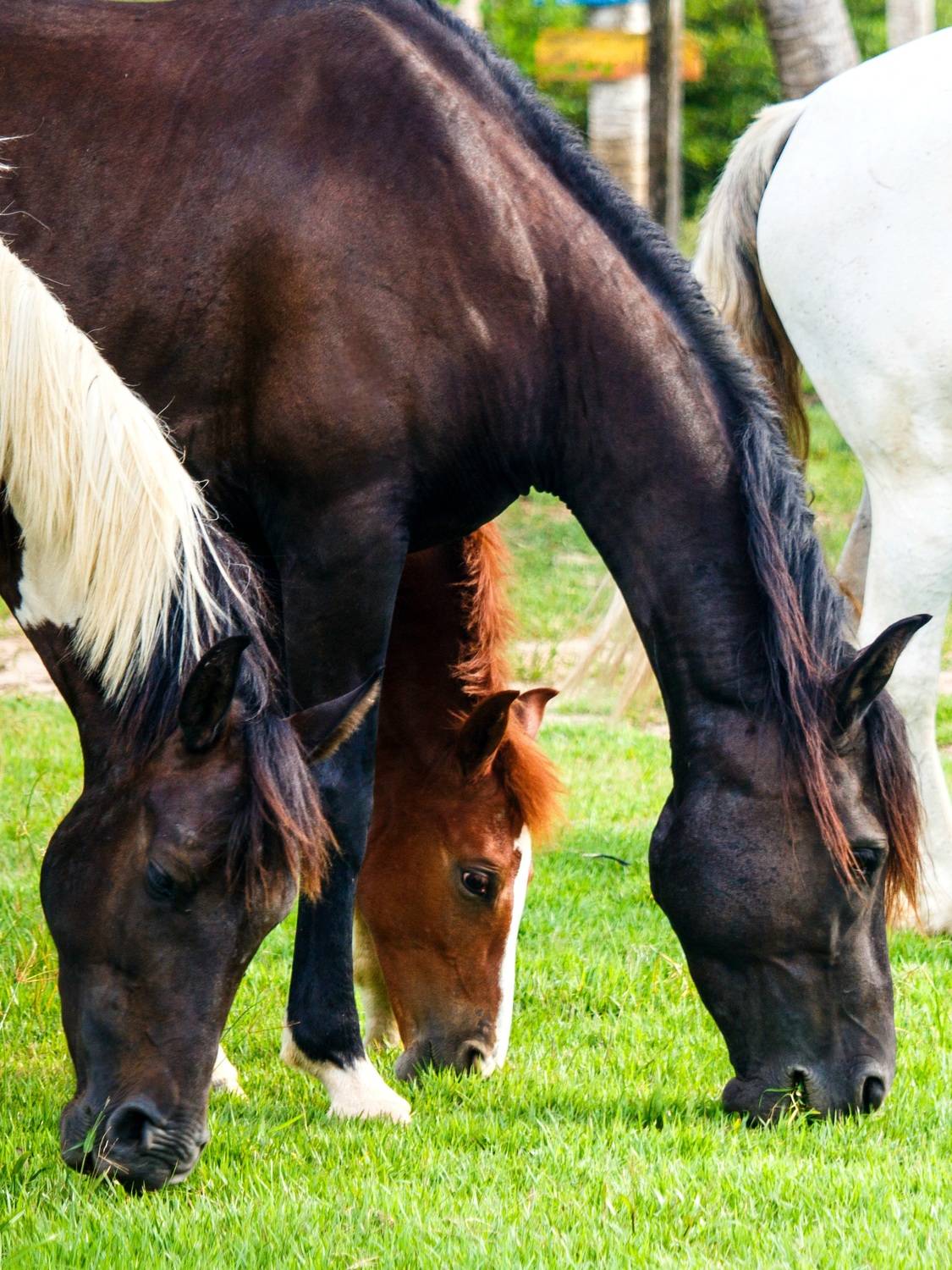 Photo #13108145