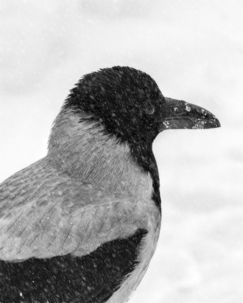 Photograph by Arkhipov