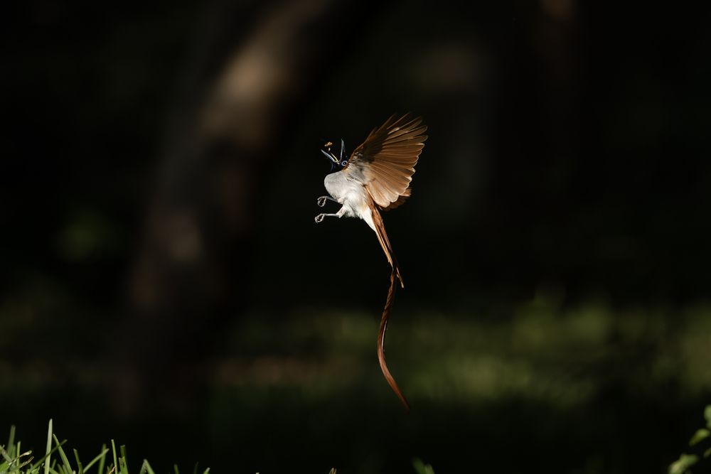 Indian Paradise Flycatcher