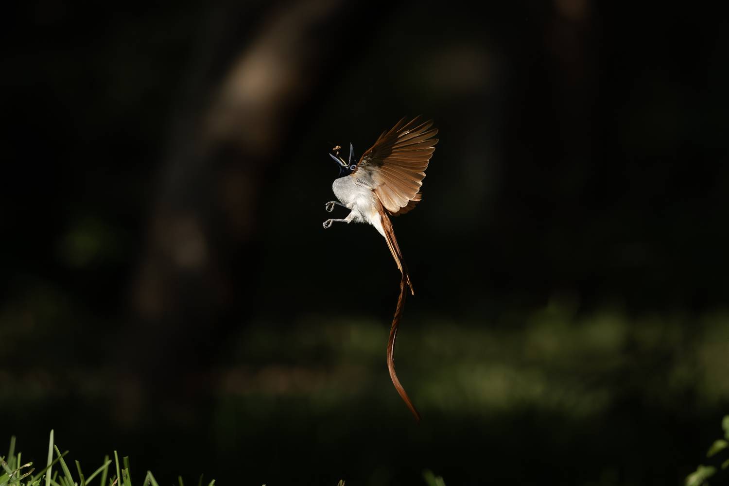 Indian Paradise Flycatcher