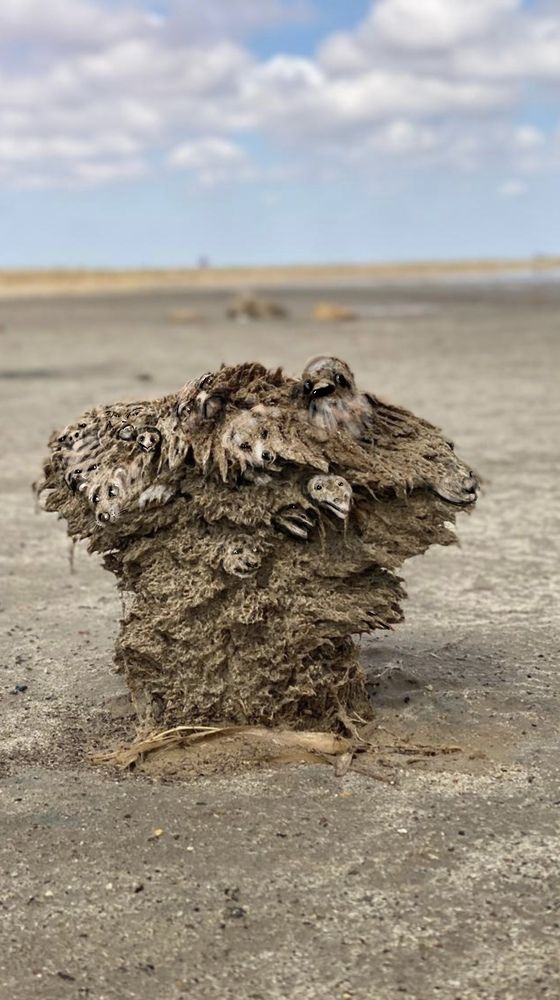 Многоликий