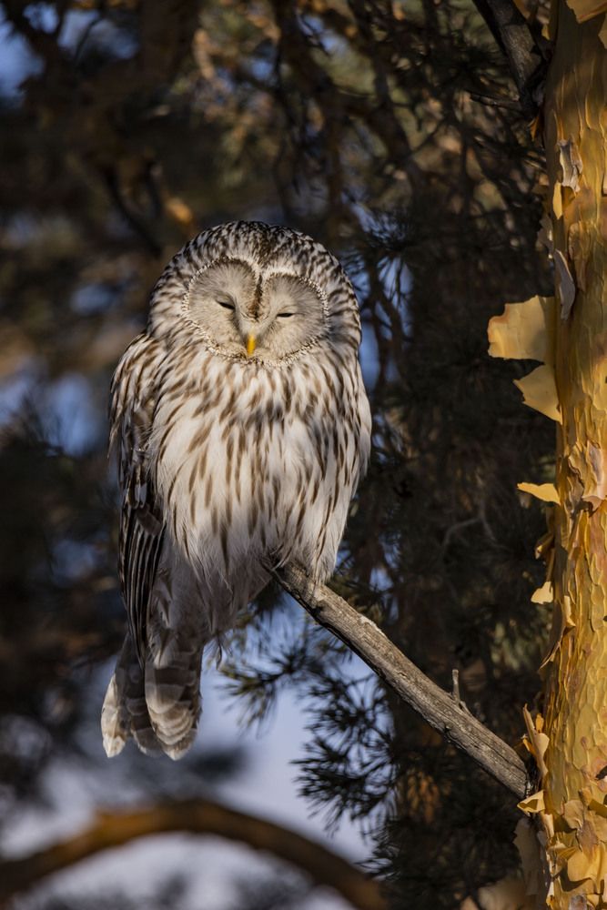 Длиннохвостая неясыть