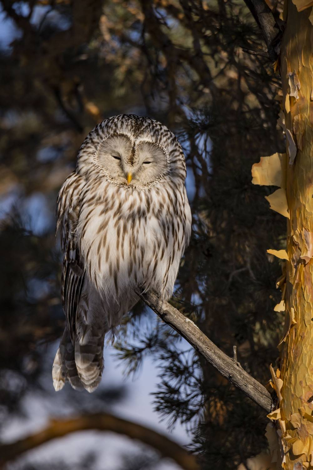 Длиннохвостая неясыть