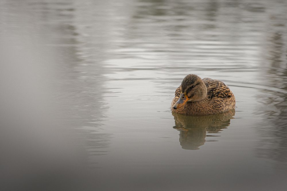 Photograph by Veronika Biró