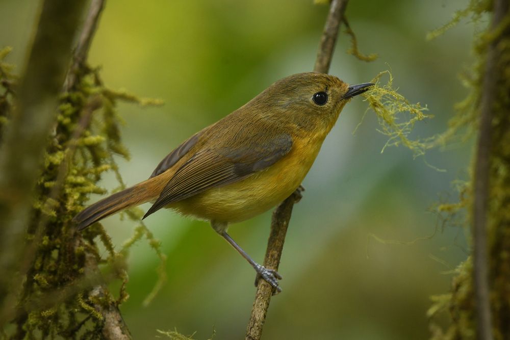 Photograph by LOREN SONOWAL