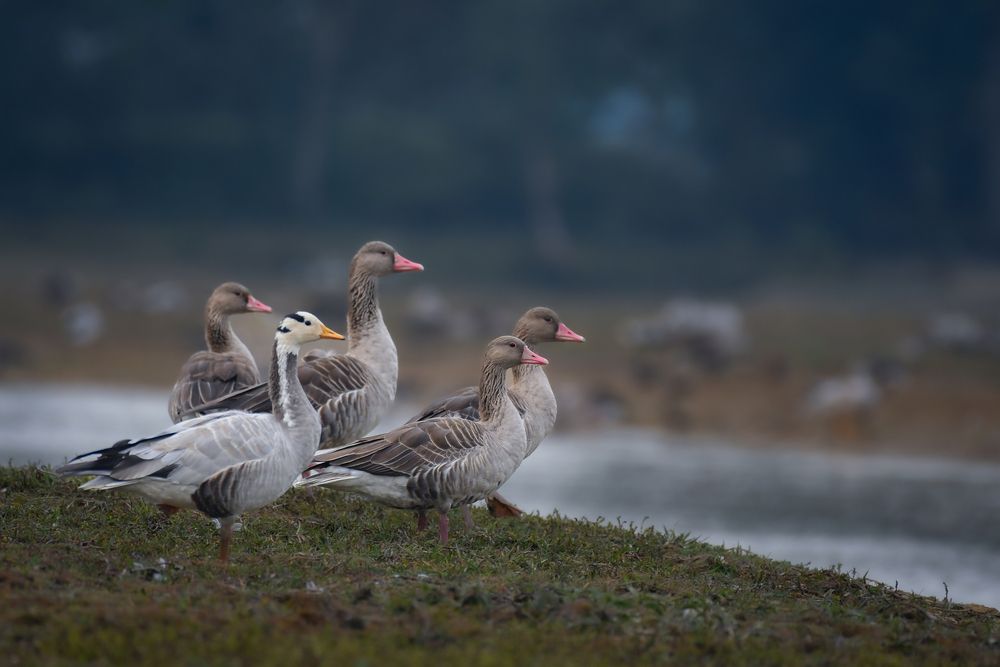 Photograph by LOREN SONOWAL