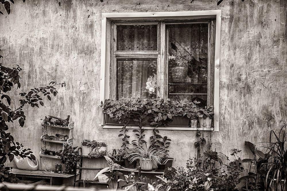 Фотография автора Алексей Трифонов