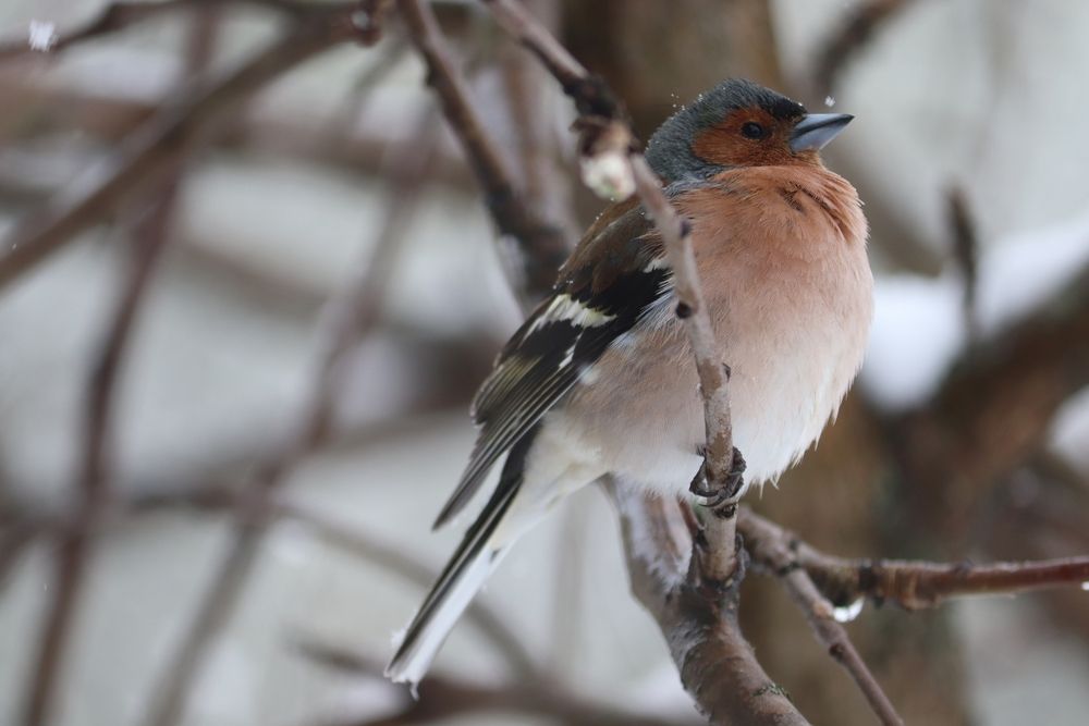 Photograph by Владимир Перминов