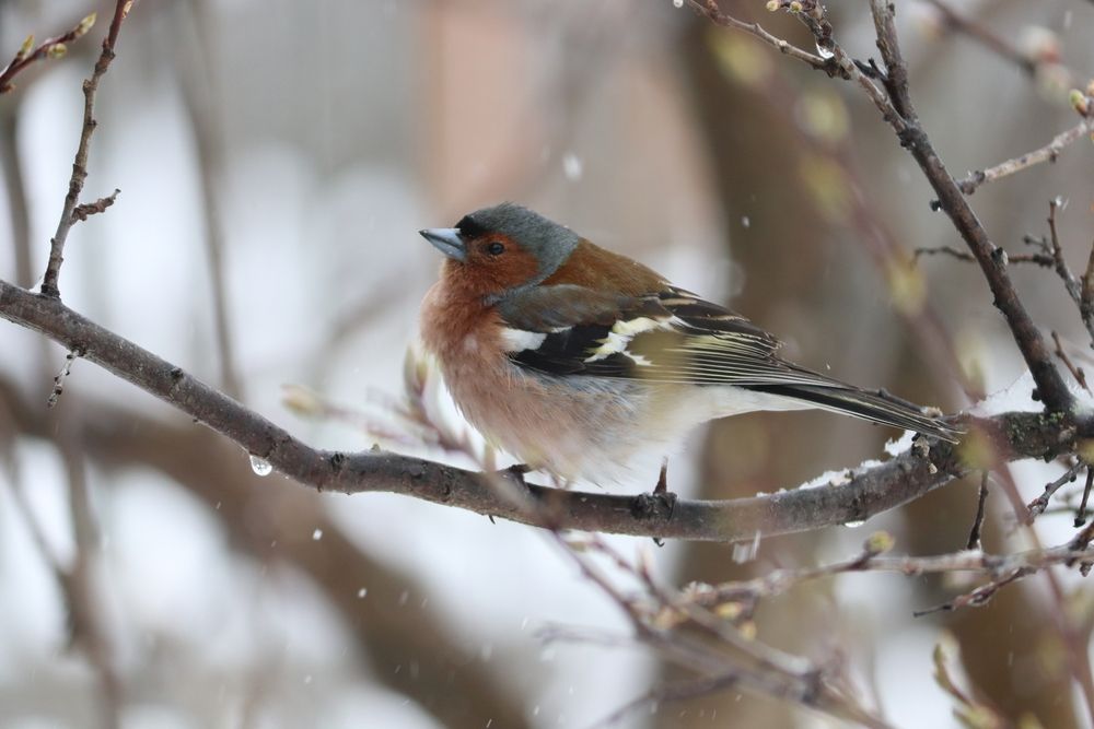Photograph by Владимир Перминов